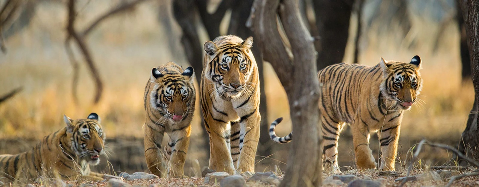 Wild Life